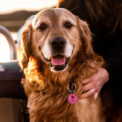QR Code Service Dog Tag - Pet Online Profile - Scan QR Receive Instant Pet Location Alert Email